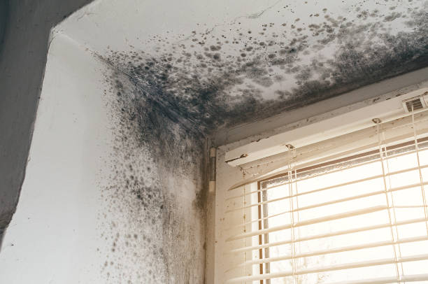 Affordable Attic Mold Remediation solutions in Bellwood, VA