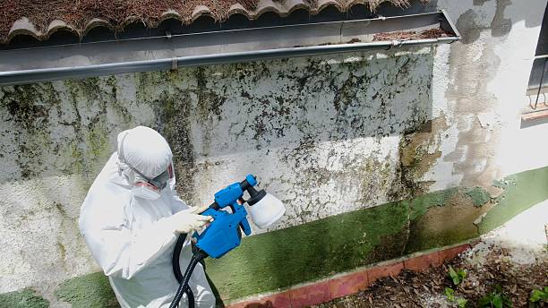 Top rated local Attic Mold Remediation specialists in Bellwood, VA